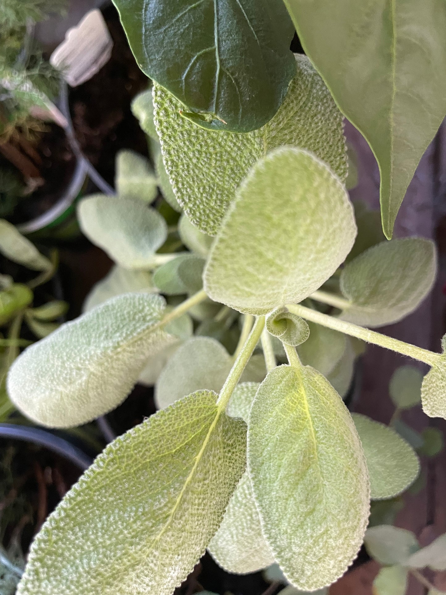 Sage